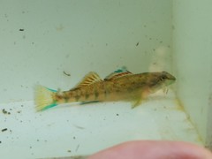 Etheostoma coosae