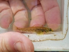 Etheostoma coosae