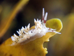 Cuthona hamanni