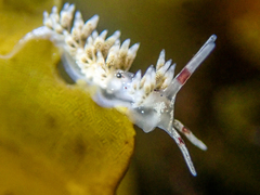 Cuthona hamanni
