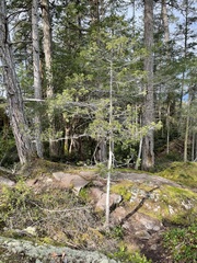Juniperus maritima