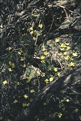 Hibbertia exutiacies