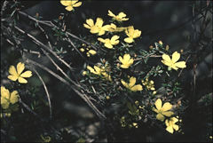 Hibbertia exutiacies