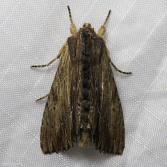 Apamea cuculliformis