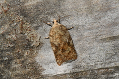 Acleris stadiana