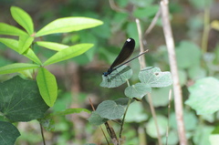 Calopteryx maculata image