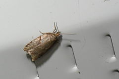 Acleris maccana