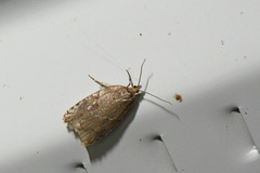 Acleris maccana
