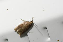 Acleris maccana