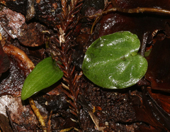 Corybas rotundifolius