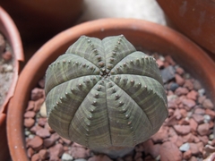 Euphorbia obesa