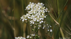 Lepidium draba