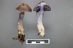 Cortinarius taylorianus