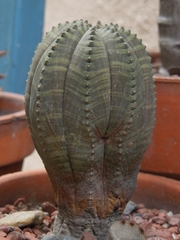 Euphorbia obesa