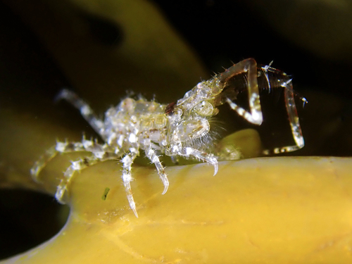 Podocerus brasiliensis observed 2022-04-20