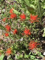 Castilleja applegatei viscida