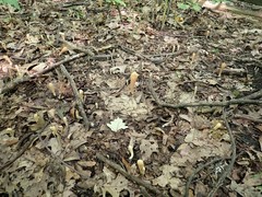 Clavariadelphus americanus