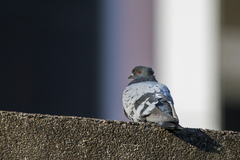 Columba livia domestica
