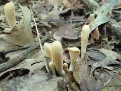 Clavariadelphus americanus