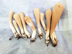 Clavariadelphus americanus