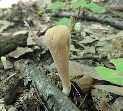 Clavariadelphus americanus