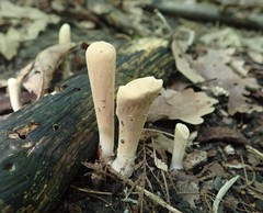 Clavariadelphus americanus