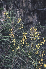 Acacia euthycarpa