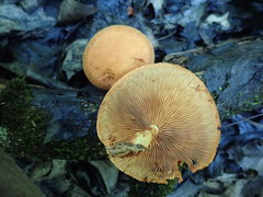 Gymnopilus liquiritiae