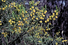 Acacia euthycarpa