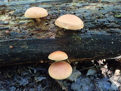 Gymnopilus liquiritiae