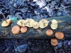 Gymnopilus liquiritiae