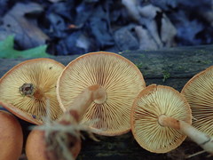 Gymnopilus liquiritiae