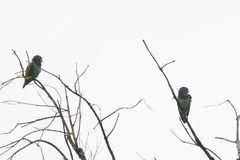 Pionus menstruus reichenowi