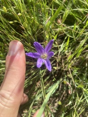 Brodiaea terrestris terrestris