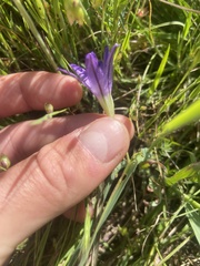 Brodiaea terrestris terrestris