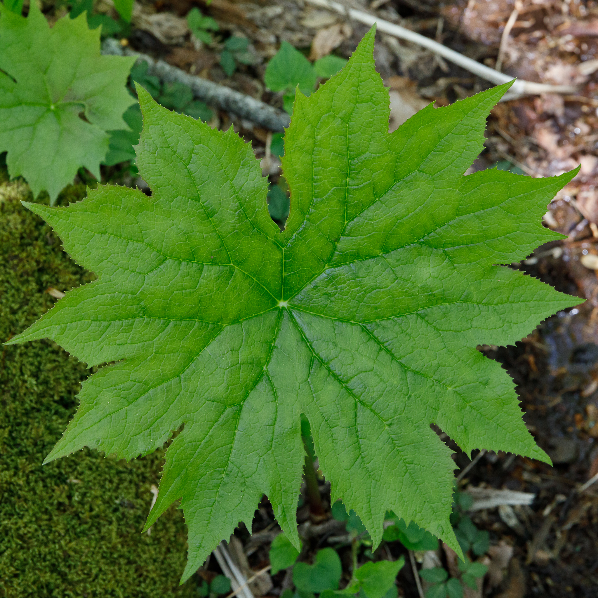 Diphylleia cymosa
