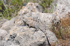 Ctenosaura similis image