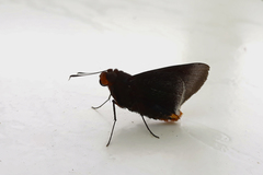 Thracides cleanthes