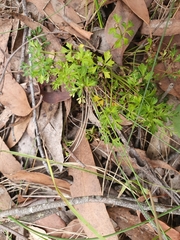 Xanthosia dissecta