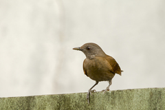 Turdus leucomelas