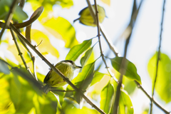 Myiornis auricularis