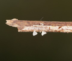 Panellus minimus