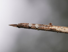 Panellus minimus