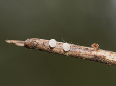 Panellus minimus