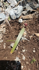 Allium obtusum obtusum