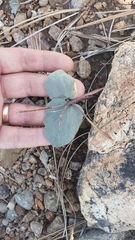 Cardamine pachystigma