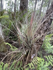 Tillandsia × floridana