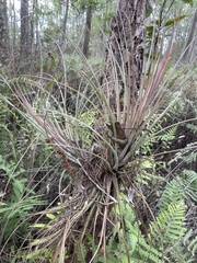 Tillandsia × floridana