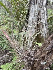 Tillandsia × floridana