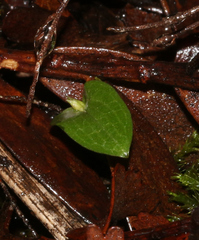 Cyrtostylis oblonga